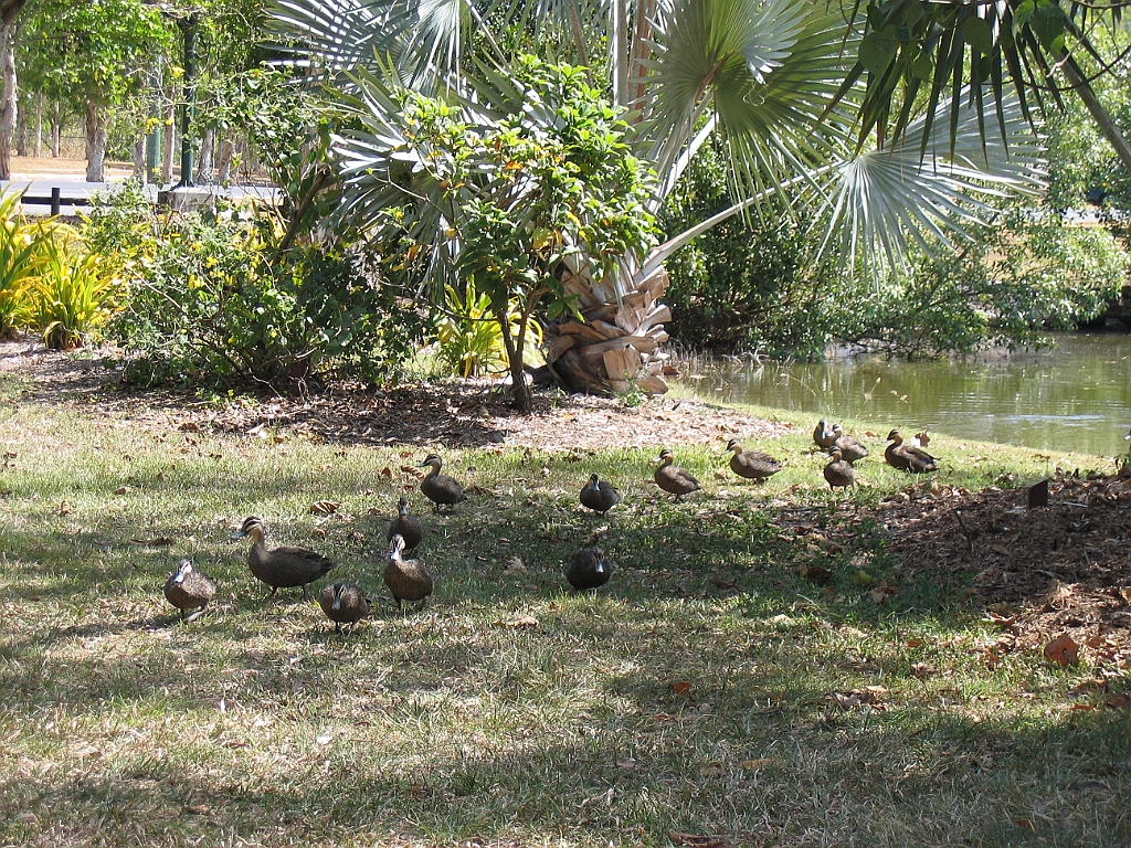 CairnsTC065 Centenary Lakes.jpg